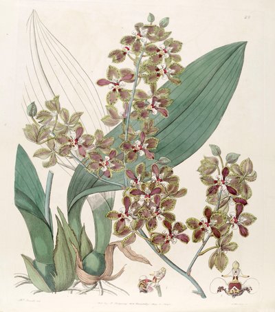 Trichocentrum microchilum door G. Barclay